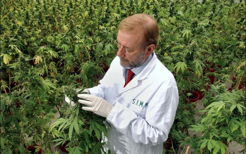 Marihuana leczy, nie zabija