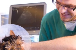 Rozrusznik dla Reksa