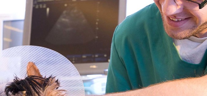 Rozrusznik dla Reksa