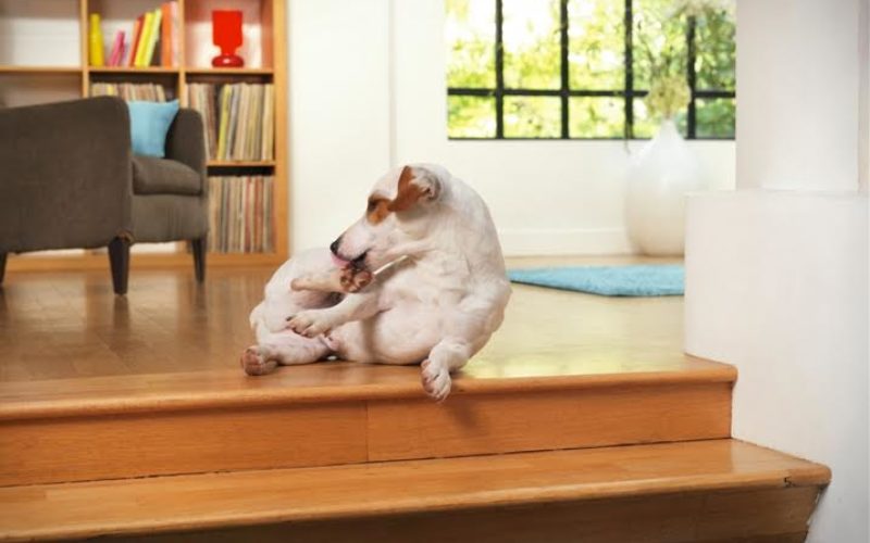 Atopowe zapalenie skóry u psów – jak je rozpoznać?