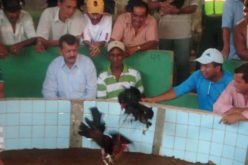 Koguty mają życie futbolistów