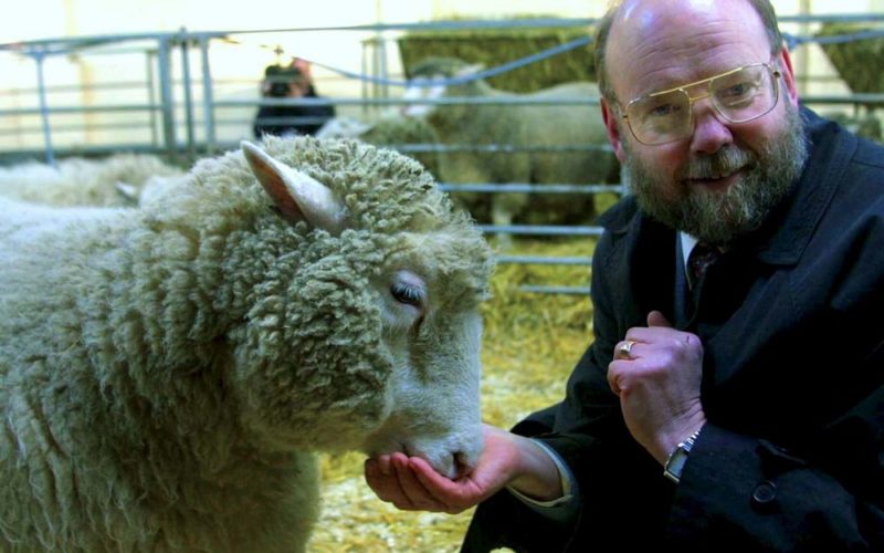 Dolly – owca, która wstrząsnęła światem nauki