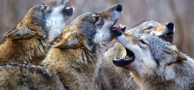 „Królestwo” już 6 kwietnia na Blu-rayu!