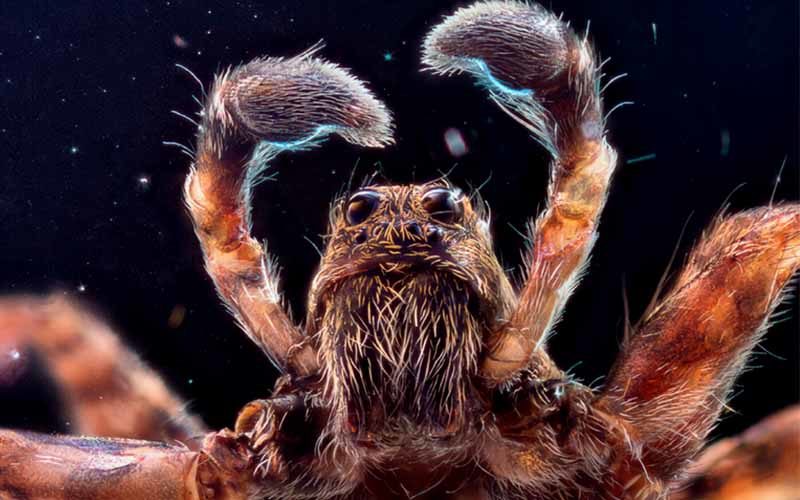 Pająk zakłada pas cnoty