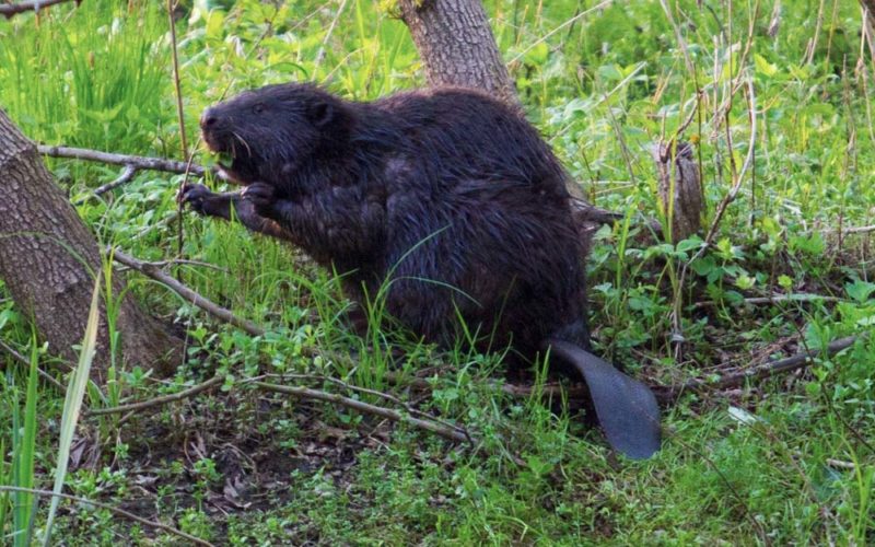 Bobry – opanowały kraj, zdobywają Warszawę