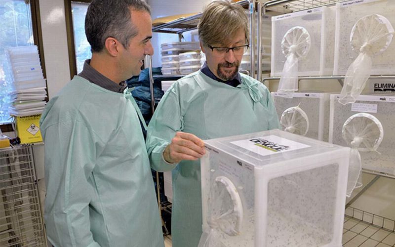 Owady w walce z chorobami