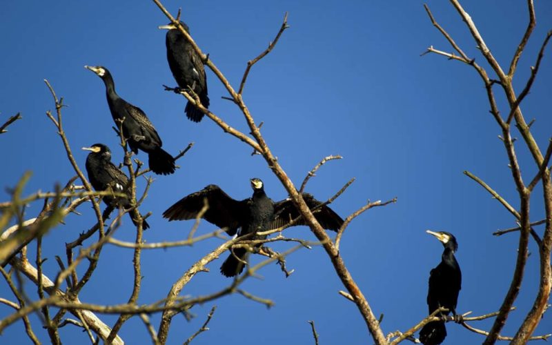 Co zrobić z kormoranem?