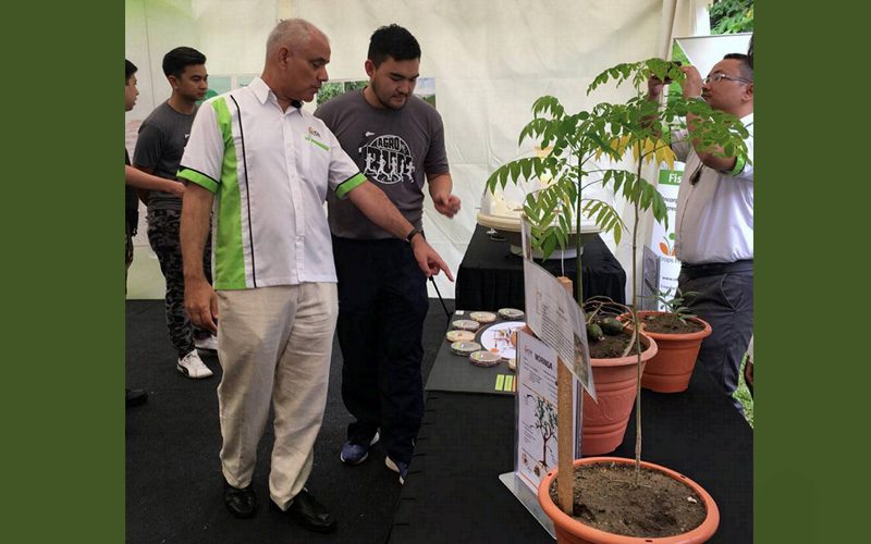 Sorzycha, drzewo chrzanowe, smocze owoce