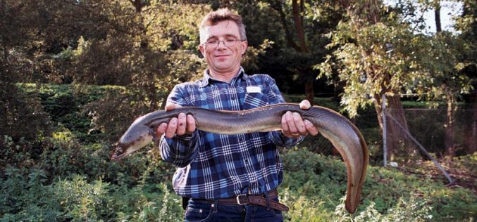 Z węgorzem przez las na Bermudy