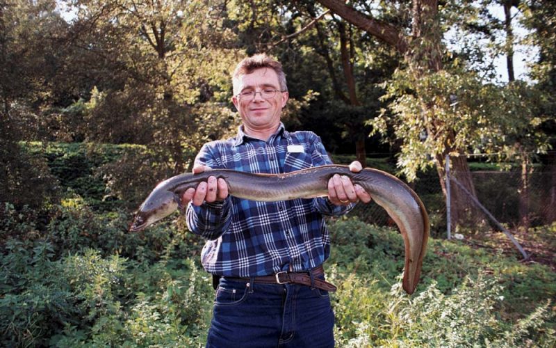 Z węgorzem przez las na Bermudy