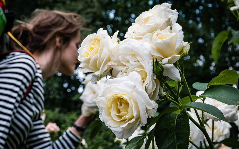 Skąd się wzięło 20 tysięcy róż