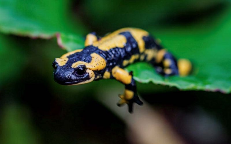 Na haju z ropuchą