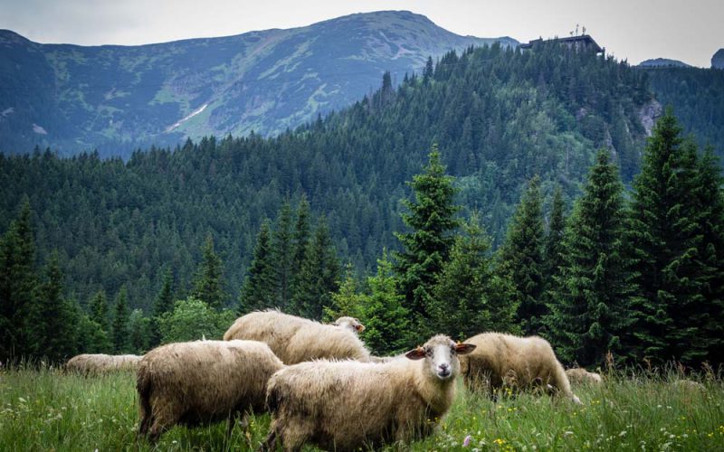 Świerki wspinają się do góry