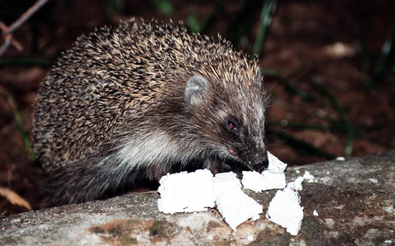 Jeż byle czego nie zje