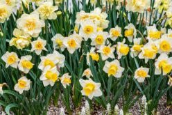 Narcyzy – rośliny przywołujące wiosnę