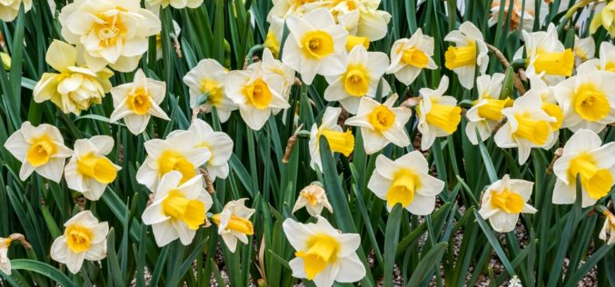 Narcyzy – rośliny przywołujące wiosnę