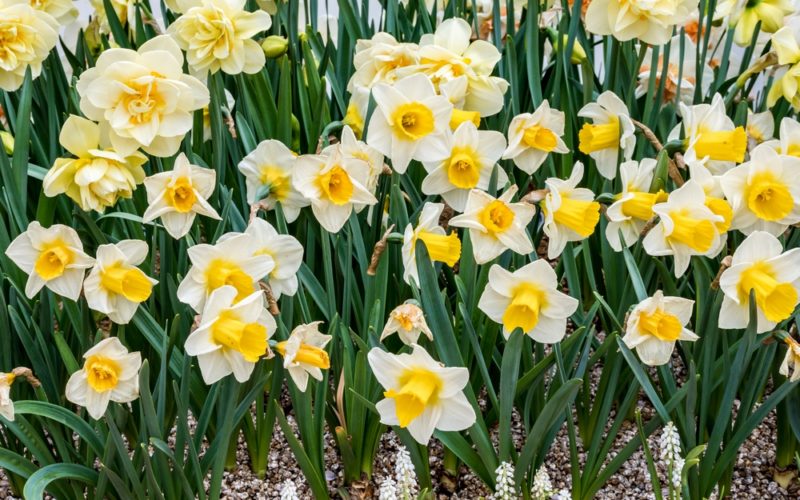 Narcyzy – rośliny przywołujące wiosnę