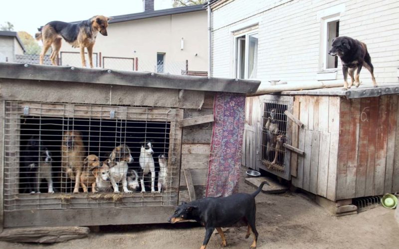 Nie kop, nie bij, nie oślepiaj