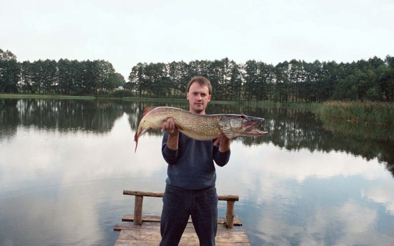 Barrakuda polskich wód