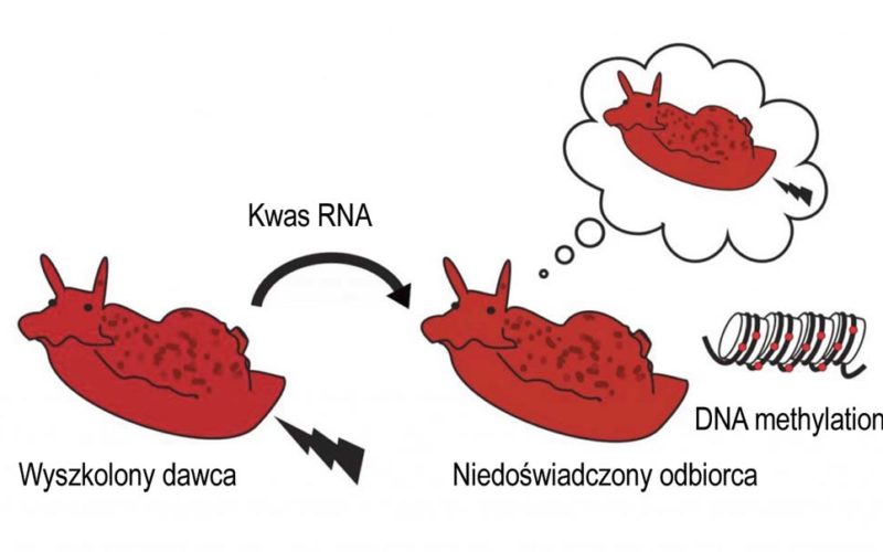 Pamięć do przeszczepu