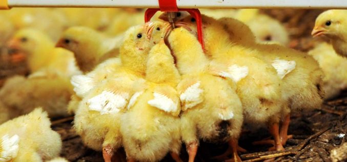 Filet z kurczaka kością niezgody