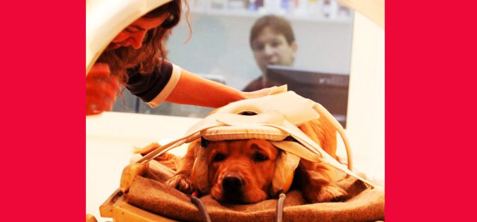 Pies – prymus w nauce o człowieku