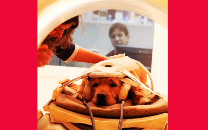 Pies – prymus w&nbsp;nauce o&nbsp;człowieku