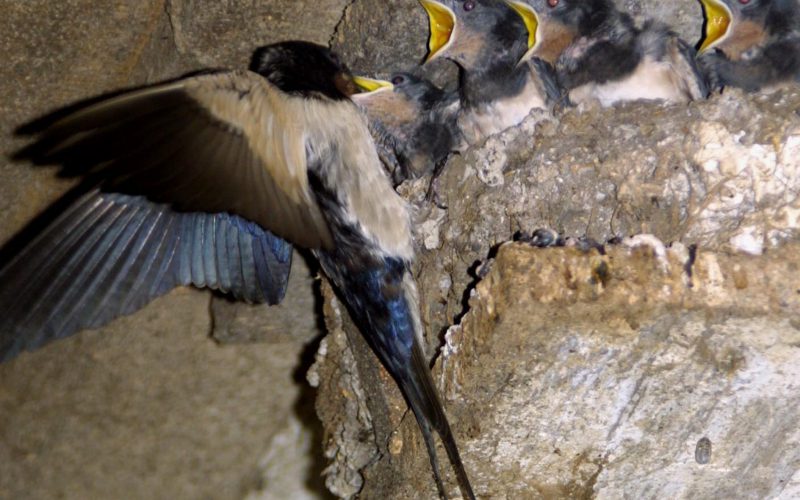 Jaskółka do zadań specjalnych