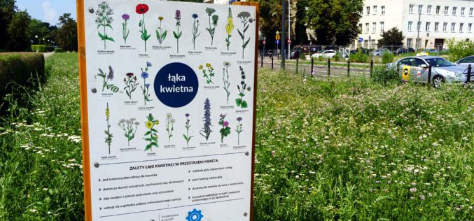 Miejskie łąki zamiast klepiska