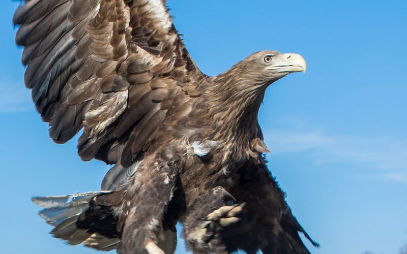 Bielik – morski orzeł z polskiego godła