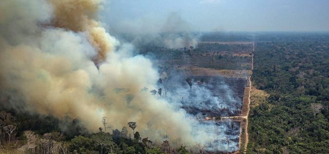 Pożary w Amazonii: mięso i polityka