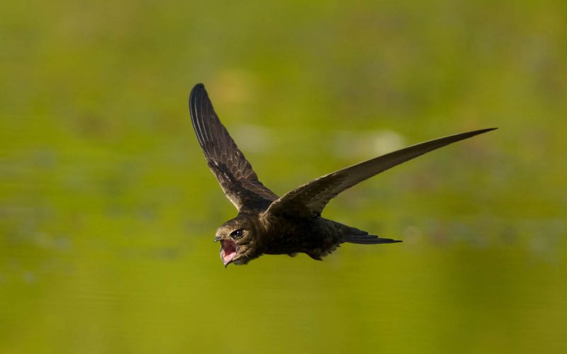 Jerzyk – śmigając pod obłokami