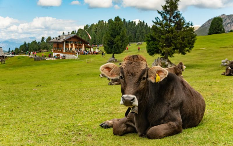 Brązowe krowy dają czekoladowe mleko