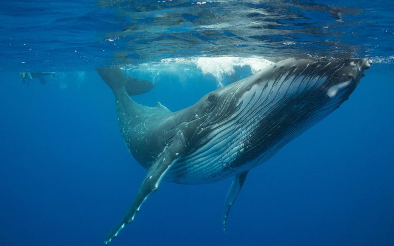 Szlakiem wieloryba