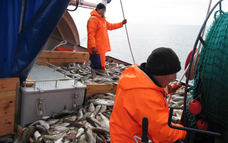 Dorsz a sprawa polska