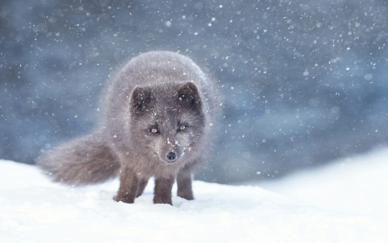 Wyspa niebieskich lisów