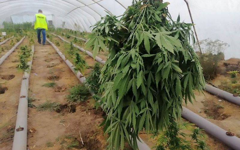 Hera, koka, hasz, LSD