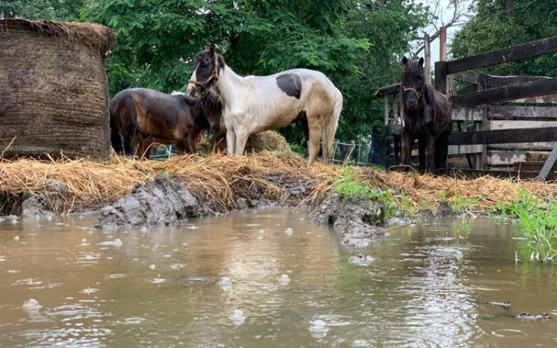 ALARM❗ Zwierzęcy folwark pod wodą. Potrzebna PILNA pomoc!