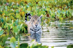 Cicha śmierć jaguarów