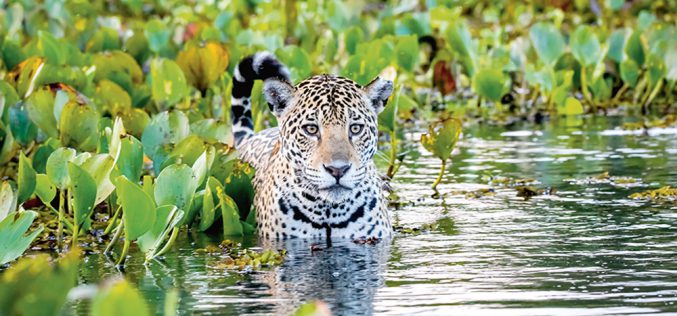Cicha śmierć jaguarów
