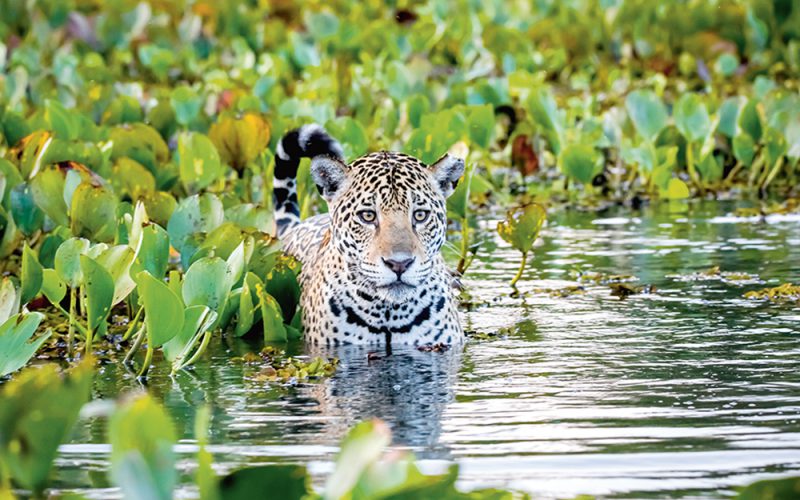 Cicha śmierć jaguarów