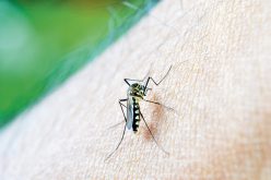 Zabójcze komary