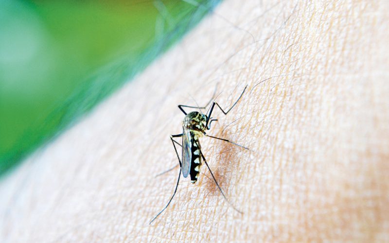 Zabójcze komary
