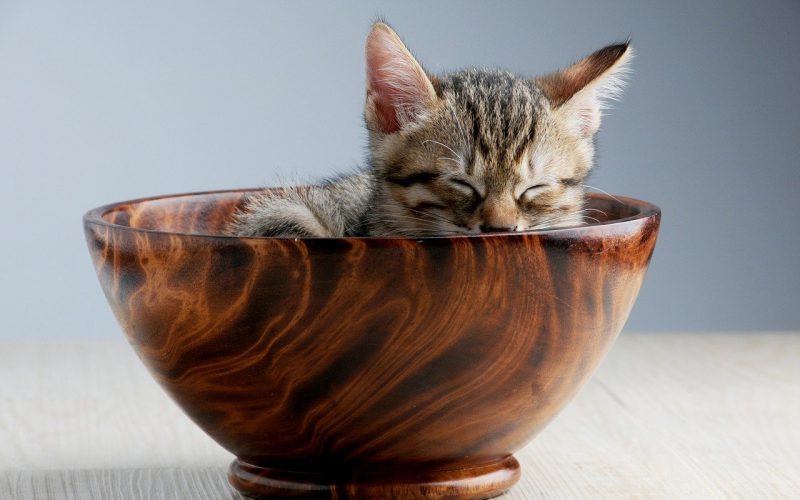 3 rzeczy, które musisz wiedzieć kupując dobrą karmę dla kota