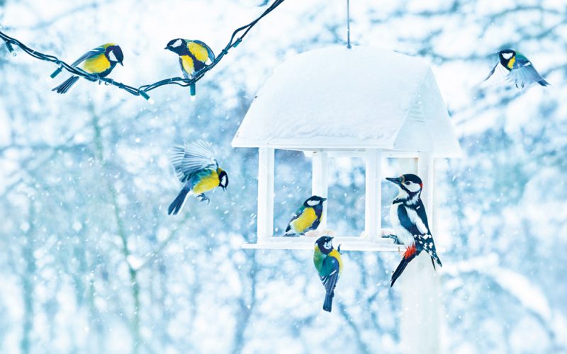 Kolejność dziobania