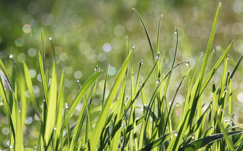 Jak stworzyć piękny trawnik?