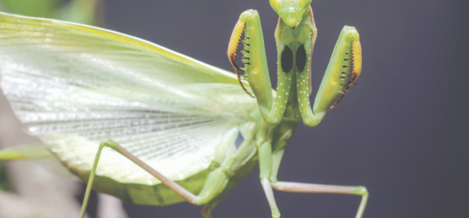 Nic, co ludzkie, nie jest naturze obce