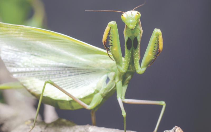 Nic, co ludzkie, nie jest naturze obce