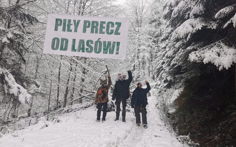 Wilczyce nadal bronią lasu