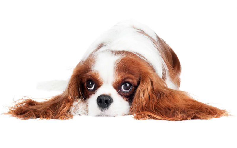 Cavalier – przyjaciel dzieci